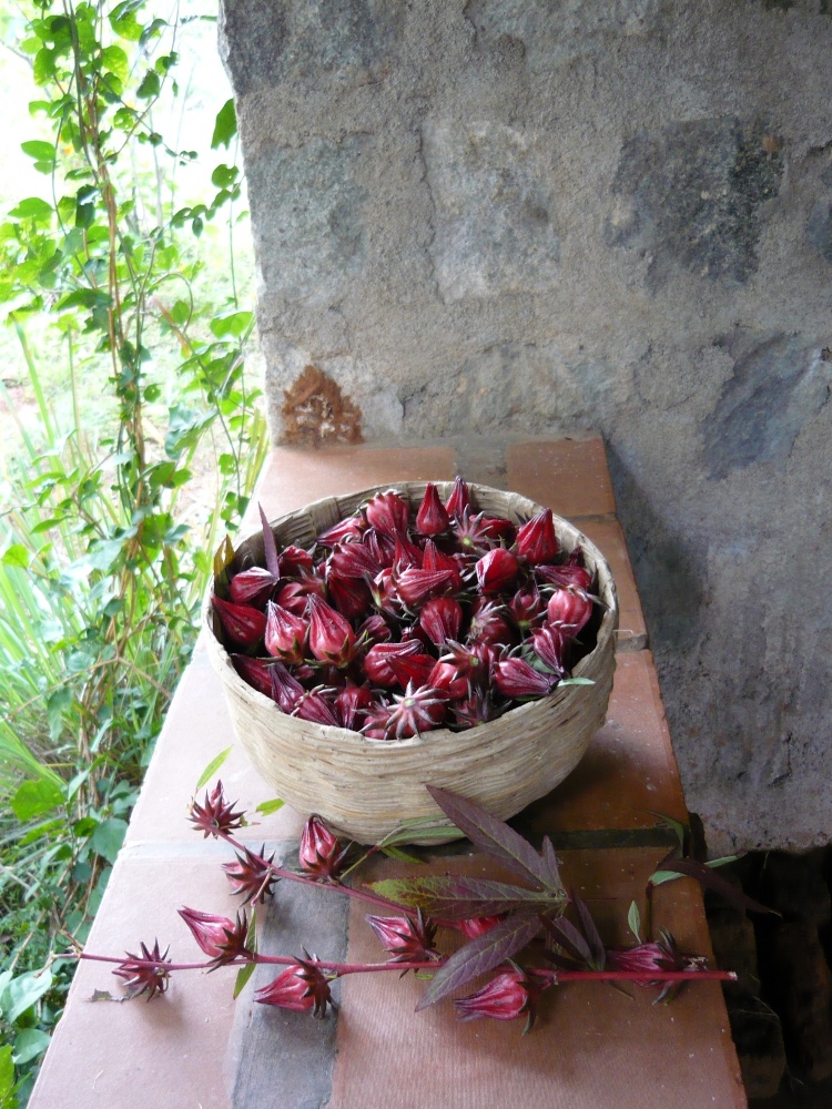 A basket of Mesta fruit